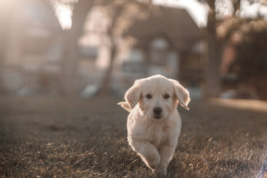 How Pets Help to Nourish your Microbiome + Health