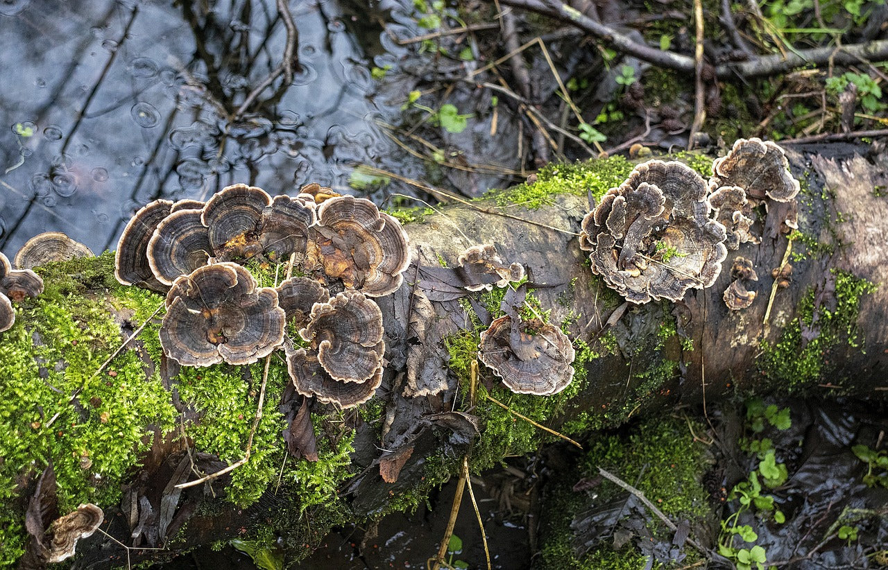 Fall Mushrooms and the Magic of Microbial Metabolism