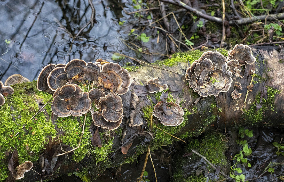 Fall Mushrooms and the Magic of Microbial Metabolism
